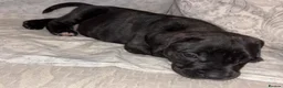 Presa Canario dogs for sale: Presa Canieo Puppies  in Nottingham - Advert 10