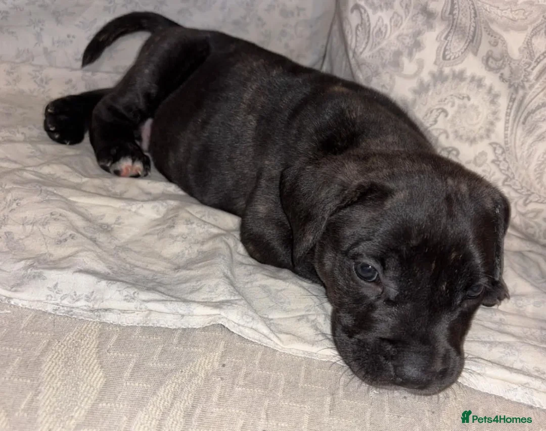 Presa Canario dogs for sale: Presa Canieo Puppies  in Nottingham - Advert 10