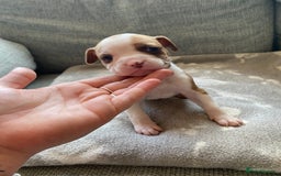 Mixed Breed dogs for sale: French bulldog x Staffordshire bull terrier - Image 19