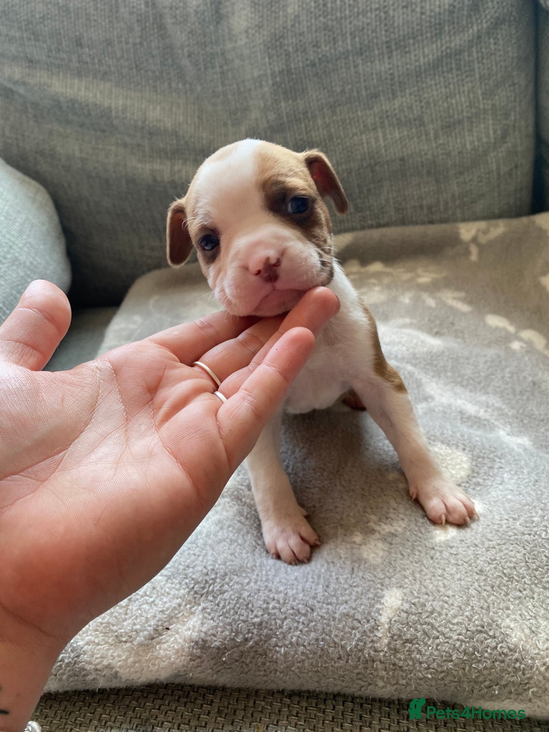 Mixed Breed dogs for sale: French bulldog x Staffordshire bull terrier - Image 19