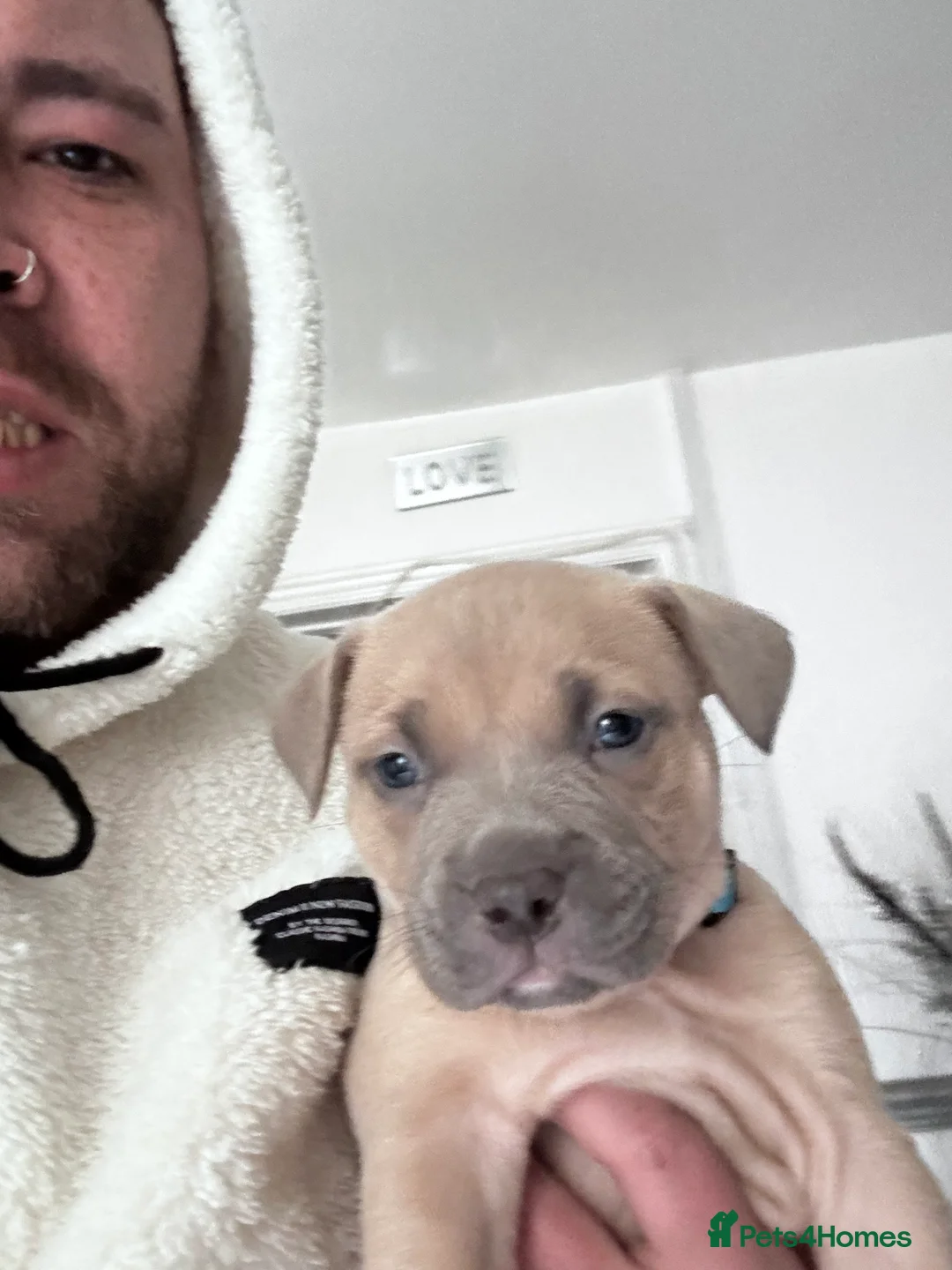 American Bully dogs for sale: Pocket bully pups ready for they forever home  - Advert 8