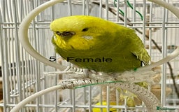 Budgerigars birds for sale: Beautiful Tame Budgies - Image 4