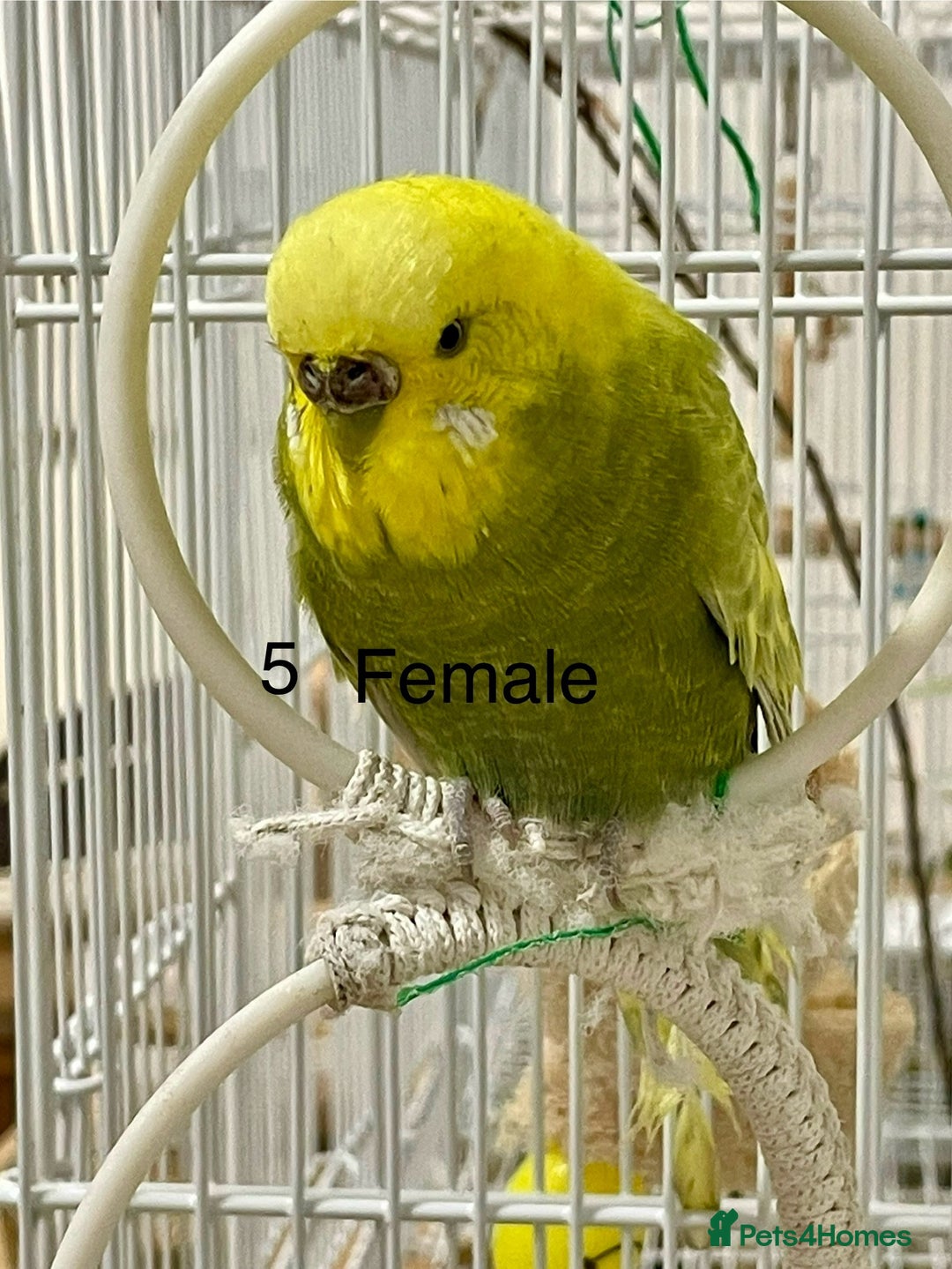 Budgerigars birds for sale: Beautiful Tame Budgies - Image 4