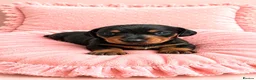 Miniature Dachshund dogs for sale: 5★ LICENSED BREEDER, KC registered, PRA clear  - Advert 8