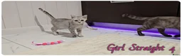 Scottish Fold cats for sale: Scottish Fold Kittens - Advert 18