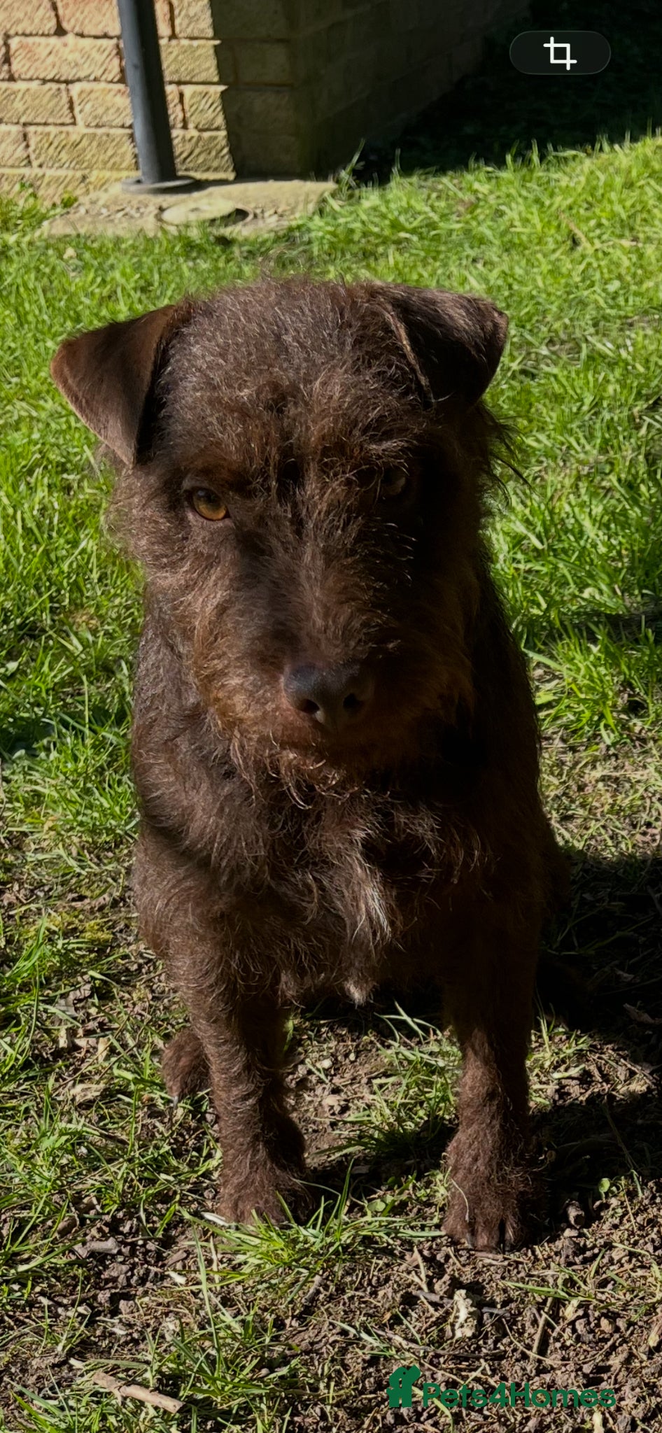 Patterdale Terrier dogs Patterdale terrier 18 months old - Advert 1