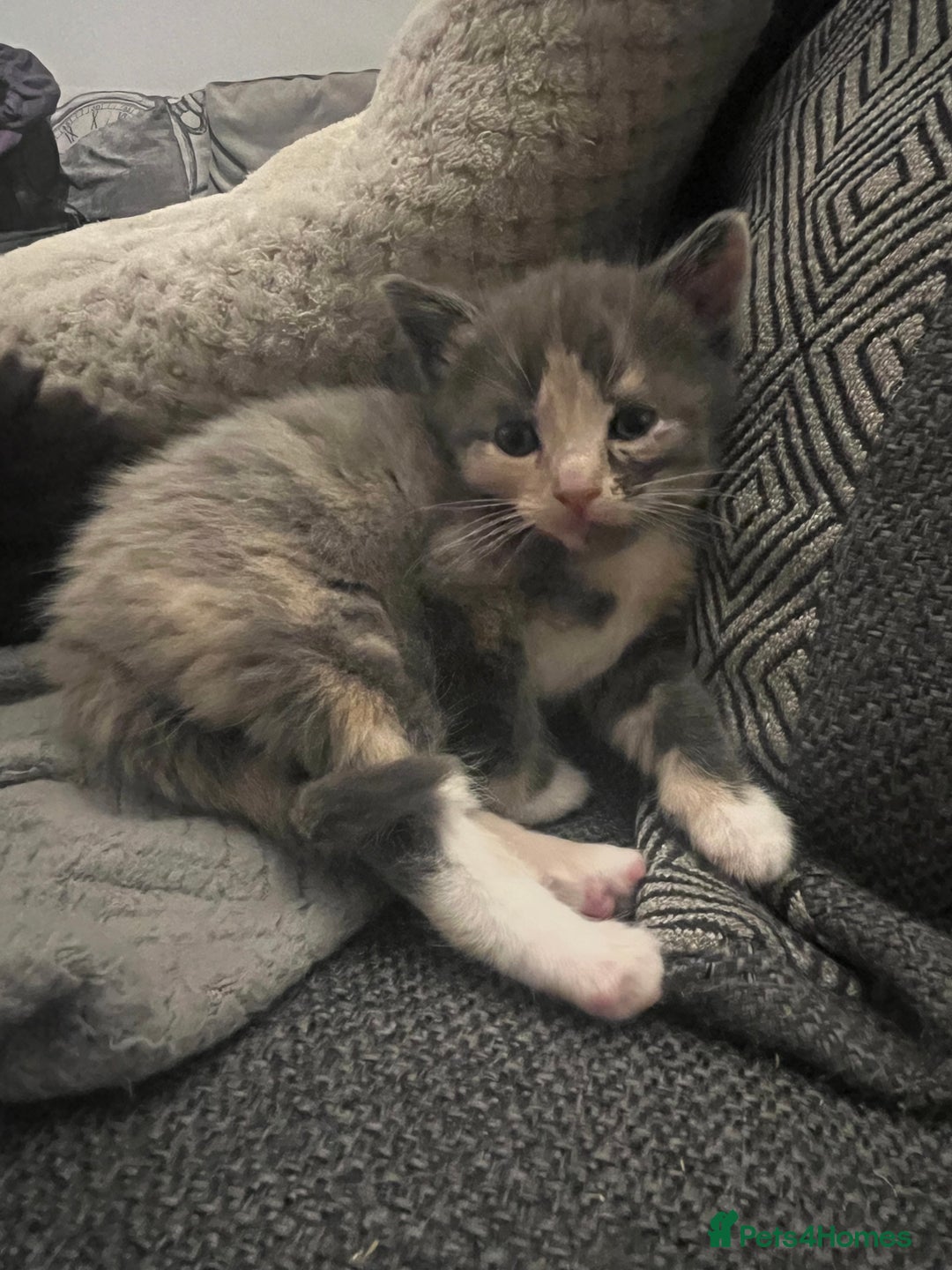 Ragdoll cats for sale: Long haired ragdoll cross kittens  - Advert 14