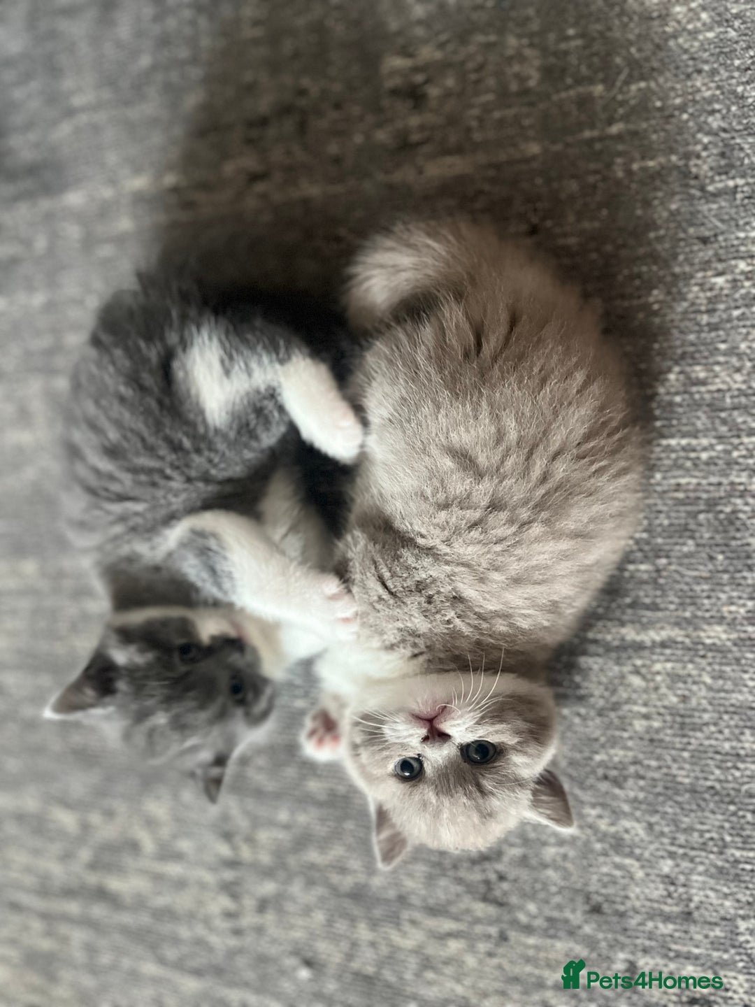 British Shorthair cats for sale: BSH grey/white fluffy female kitten  - Image 8