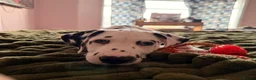 Dalmatian dogs for sale: 🐾Our Last Boy looking for forever home 🐶 💙 - Advert 38