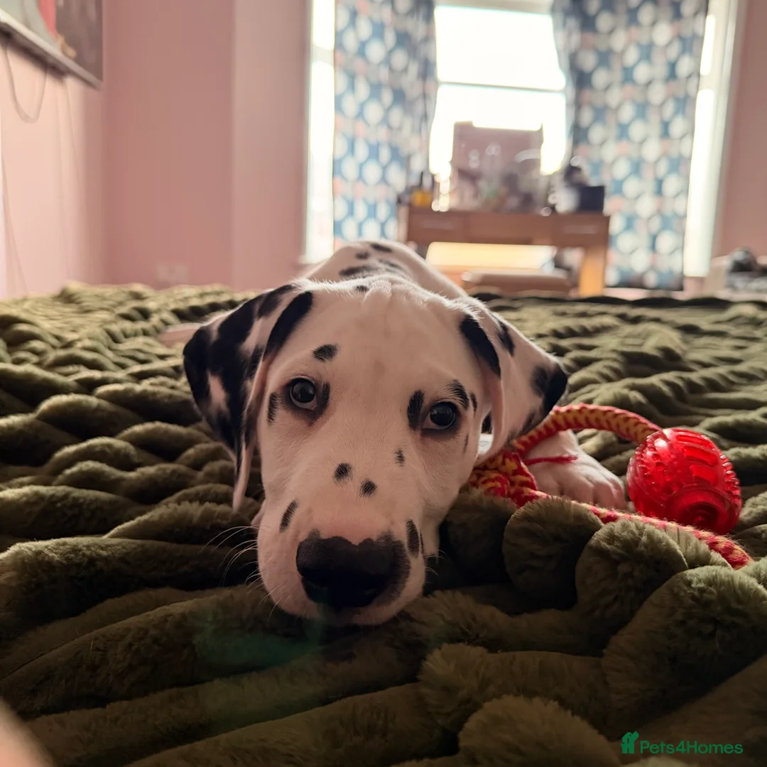 Dalmatian dogs for sale: 🐾Our Last Boy looking for forever home 🐶 💙 - Advert 38