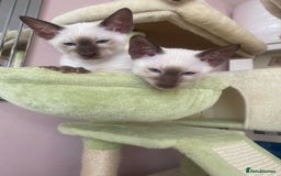 Siamese cats for sale: 🤩🐱Beautiful Siamese kittens for sale🐱⚡️ - Image 20