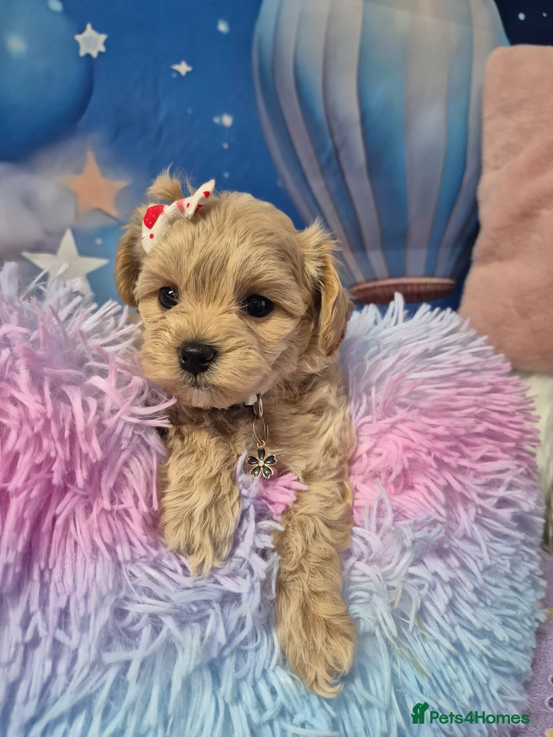 Maltipoo dogs for sale: Stunning Toy F1 Apricot & Cream maltipoo's - Advert 15
