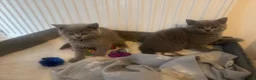 British Shorthair cats for sale: 3 Male British Shorthair Teddy Bear Kittens in Sutton Coldfield - Advert 8