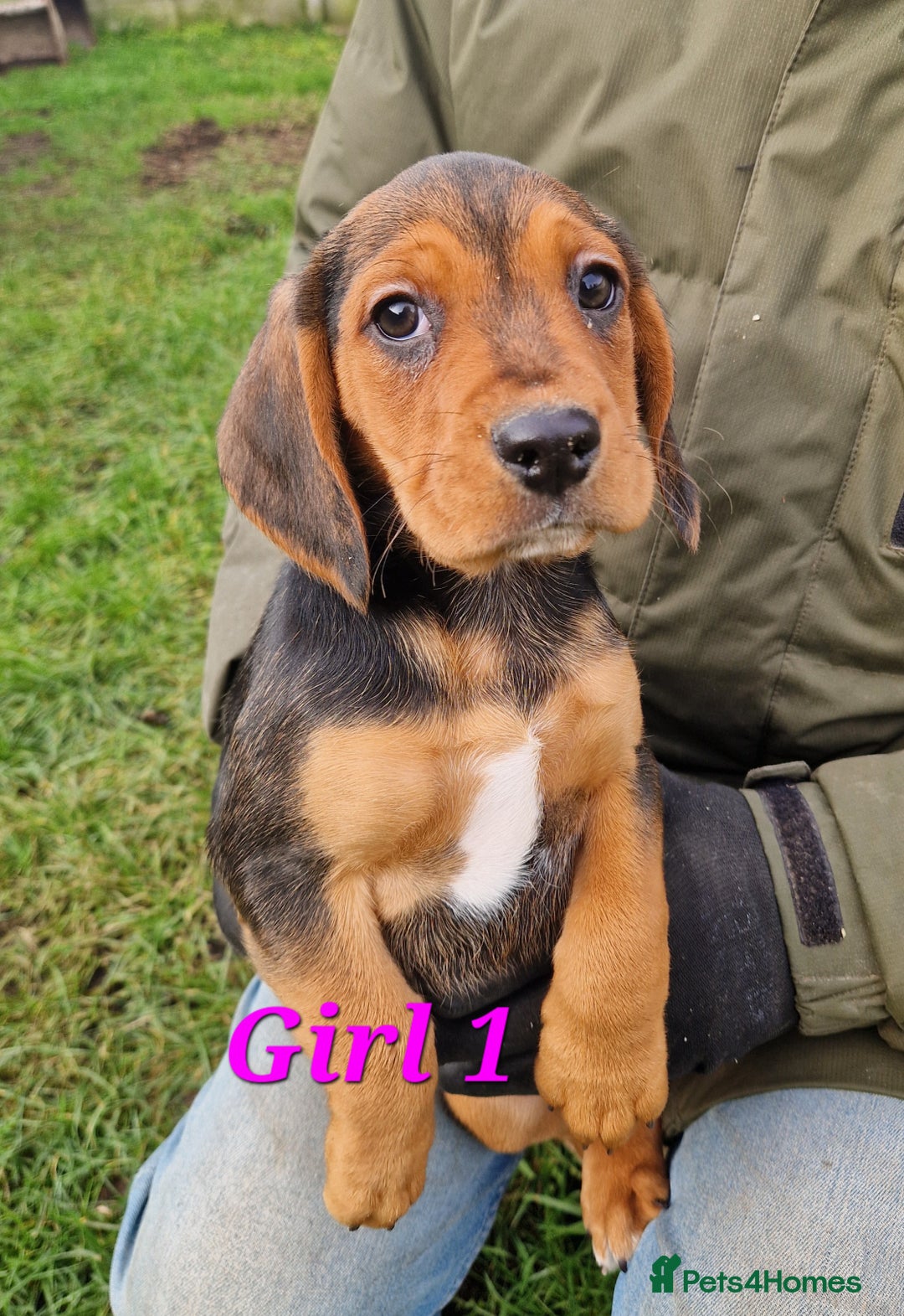 Bocker dogs for sale: Beautiful Bocker puppies - Advert 7