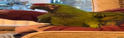 Macaws birds for sale: Military Macaws Babies Hand Reared-Male and Female - Advert 8