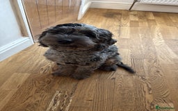 Cockapoo dogs for sale: Loving 5 month old cockapoo  - Image 1
