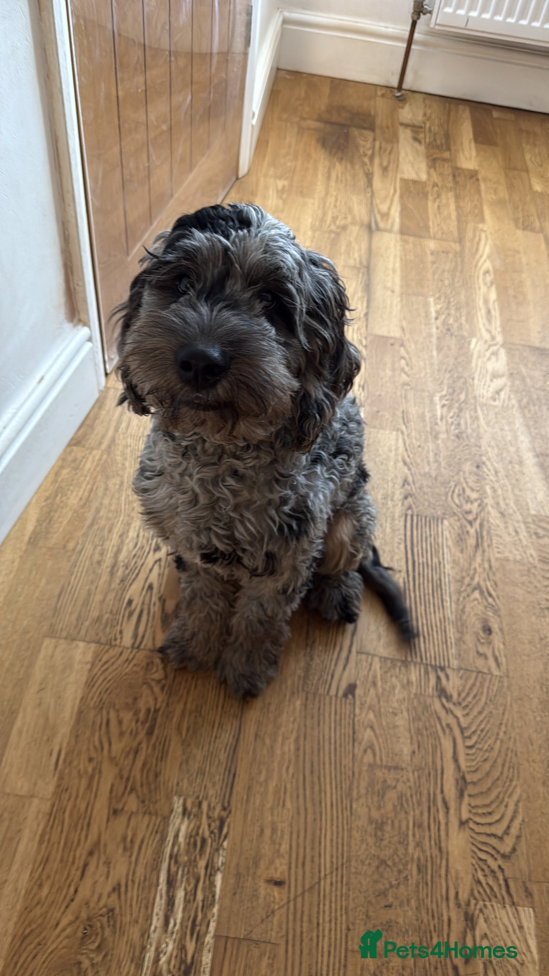 Cockapoo dogs for sale: Loving 5 month old cockapoo  - Image 1