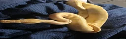 Python Snake reptiles for sale: Multiple ball pythons beautiful morphs an genders  in Ivybridge - Advert 4