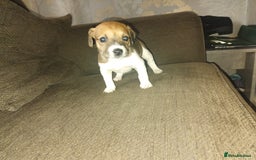 Mixed Breed dogs for sale: Stunning litter of 8 - Image 15