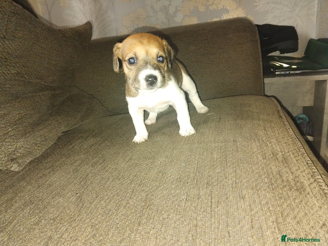 Mixed Breed dogs for sale: Stunning litter of 8 - Image 15