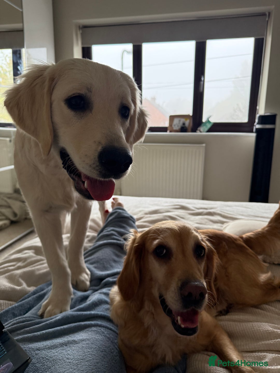 Golden Retriever dogs for sale: Beautiful 8-Month Female Golden Retriever Puppy 5⭐ - Advert 6