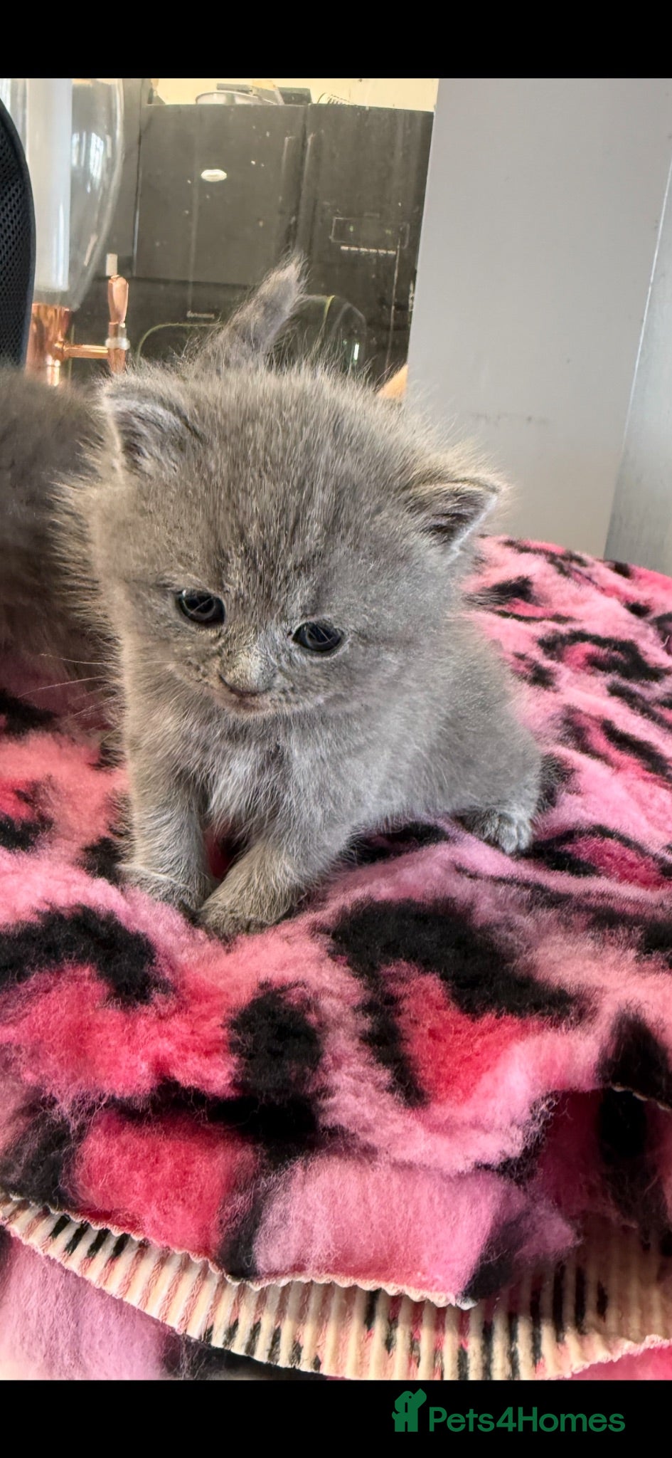 British Shorthair cats   🩷1 LEFT STUNNING PUREBRED BSH £500 GIRLS 🩷 - Advert 1