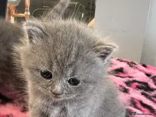 British Shorthair cats 🩷1 LEFT STUNNING PUREBRED BSH £500 GIRLS 🩷 - Advert 1