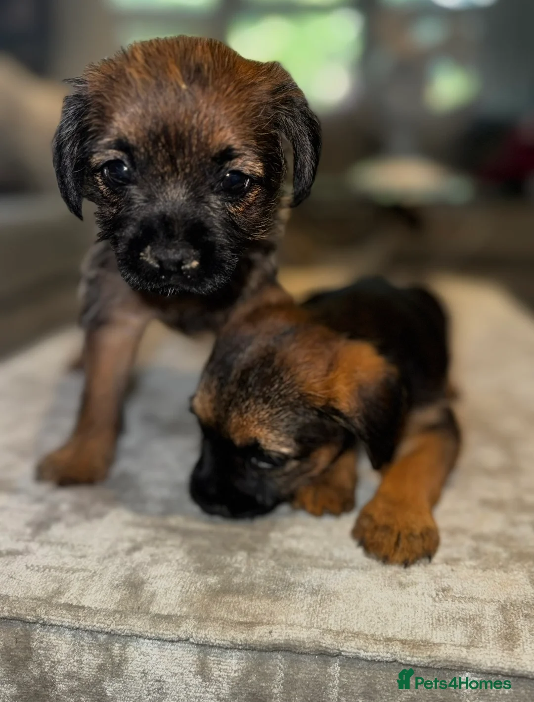 Border Terrier dogs for sale: Beautiful Border Terrier Puppies - Advert 2