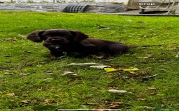 Cocker Spaniel dogs for sale: 2 beautiful Working cocker spaniel pups for sale - Image 9
