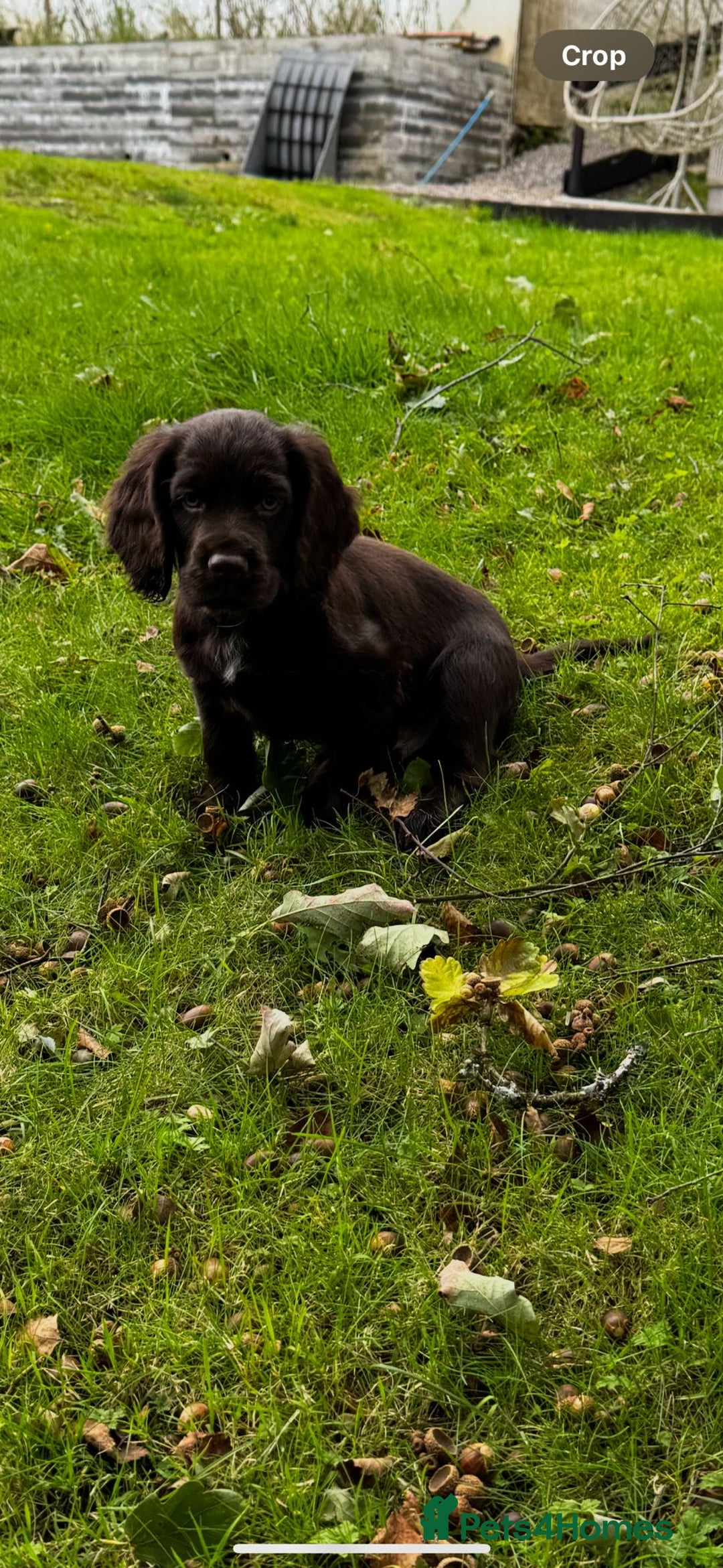 Cocker Spaniel dogs for sale: 2 beautiful Working cocker spaniel pups for sale - Image 9