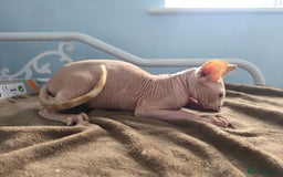 Sphynx cats for sale: 🩵 Sphynx Kitten – Male - Image 6