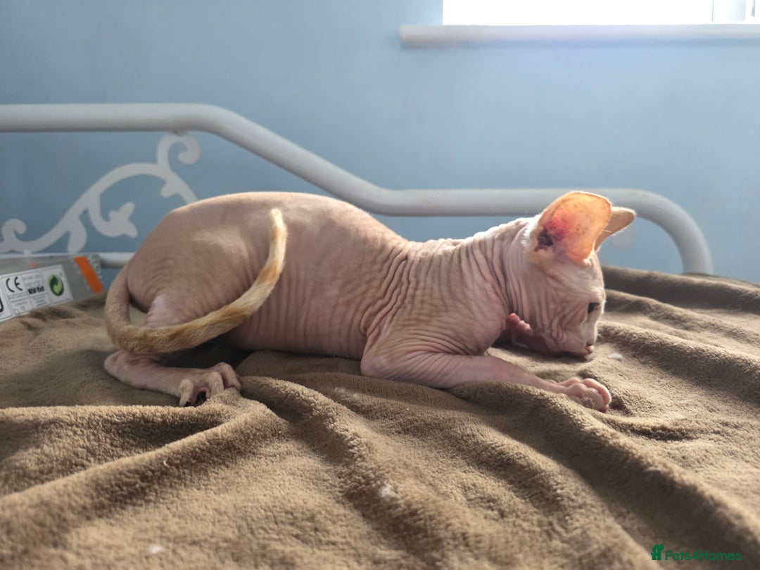 Sphynx cats for sale: 🩵 Sphynx Kitten – Male - Image 6