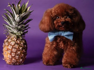 Miniature Poodle dogs Asian Toy Poodle - TEDDYCUP in Kettering - Advert 9