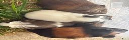 Guinea Pig rodents for sale: Young Male guinea pigs ready to leave soon  - Advert 2