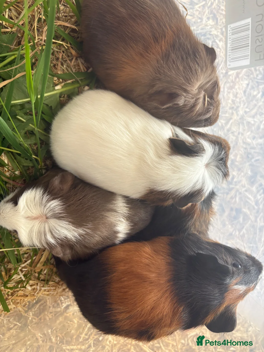 Guinea Pig rodents for sale: Young Male guinea pigs ready to leave soon  - Advert 2