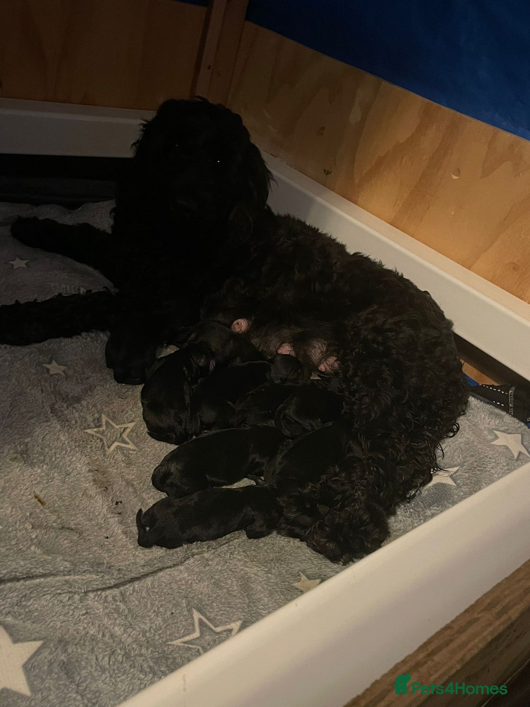 Cockapoo dogs for sale: 🐾 Gorgeous Black F2 Cockapoo Puppies 🐾 - Image 4