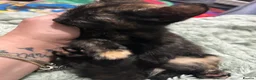 Domestic Shorthair cats for sale: 5 Beautiful kittens, READY TO GO!  - Advert 12