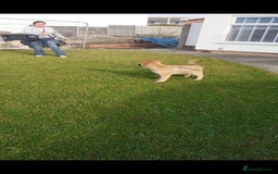 German Shepherd dogs for sale: Pure bred gsd - Image 3