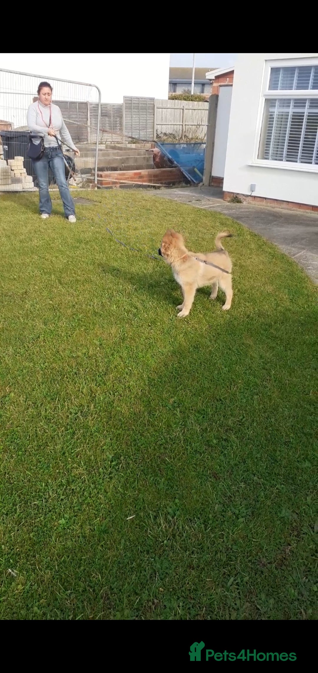 German Shepherd dogs for sale: Pure bred gsd - Image 3