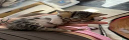 Bengal cats for sale: Beautiful Bengal mixed kitten🐆ready now!  - Advert 13