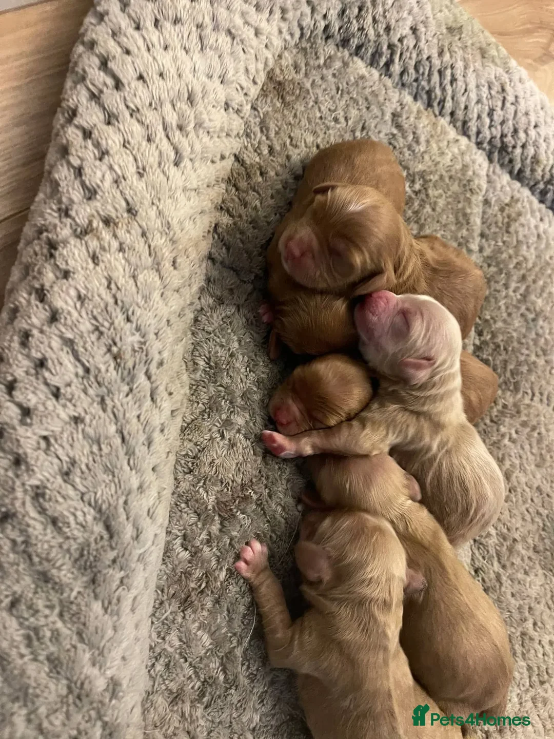 Mixed Breed dogs for sale: Ziggy pedigree cockapoo 7wkse - Image 6