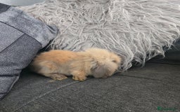 Mini Lion Lop rabbits for sale: 8 weeks Tiny MINI LION LOP BABY Boy - Image 6