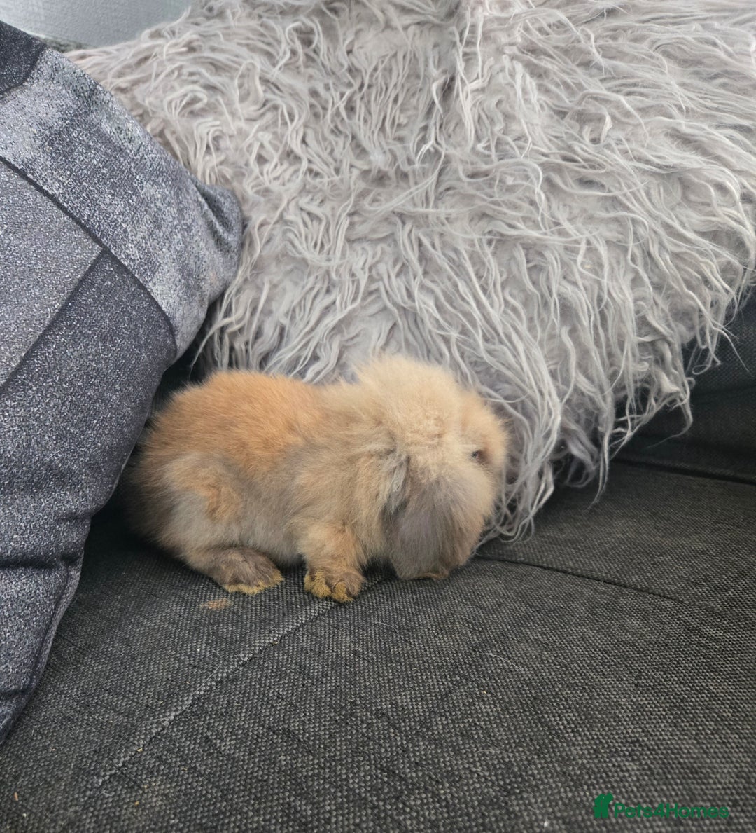 Mini Lion Lop rabbits for sale: 8 weeks Tiny MINI LION LOP BABY Boy - Image 6