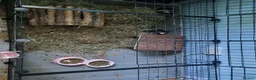 Guinea Pig rodents for sale: Three Young Female Guinea Pigs with Full C&C Setup in Gosport - Advert 8