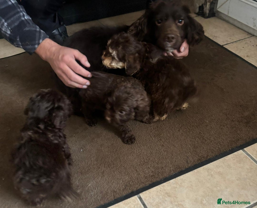 Cockapoo dogs for sale: Beautiful cockapoo pups - Advert 7