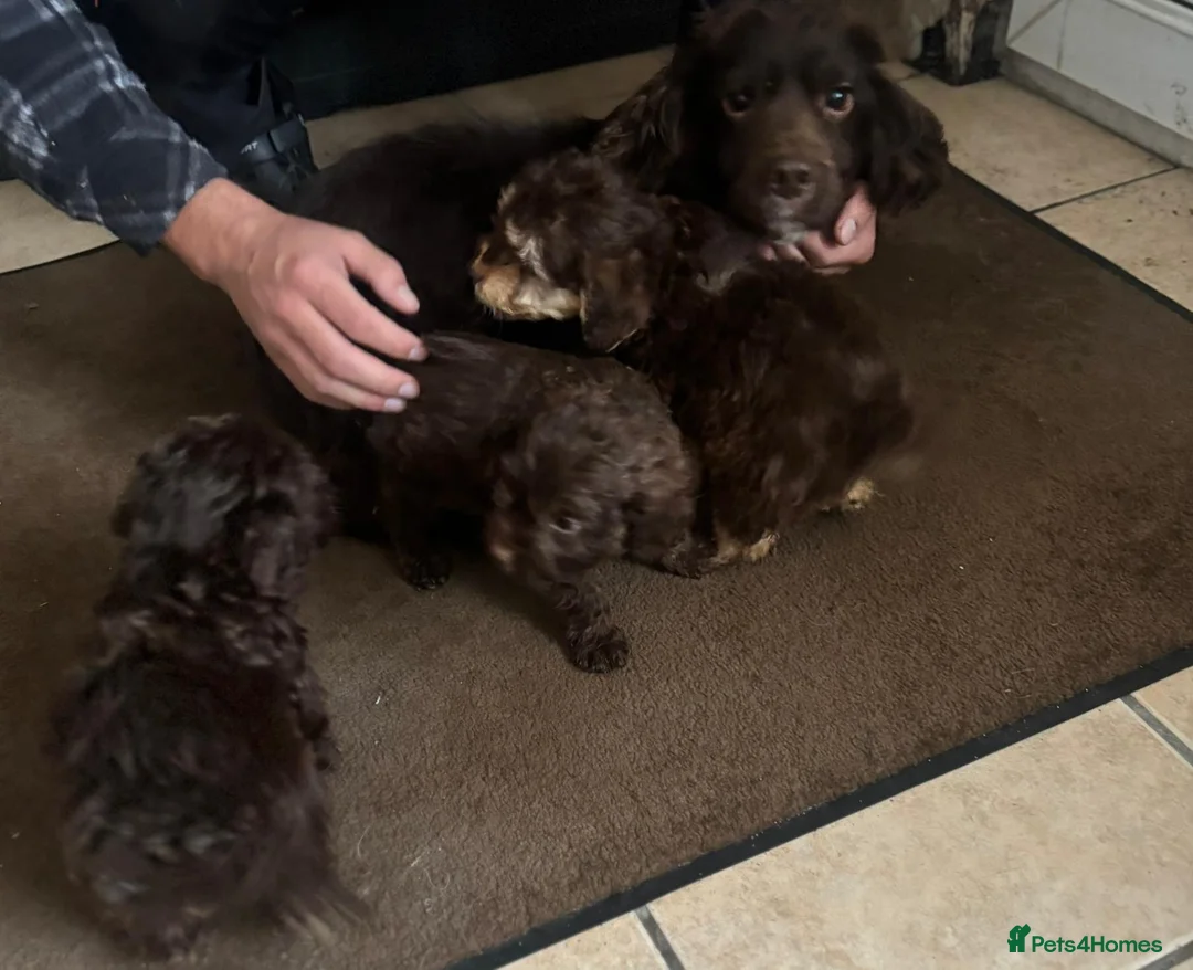 Cockapoo dogs for sale: Beautiful cockapoo pups - Advert 7
