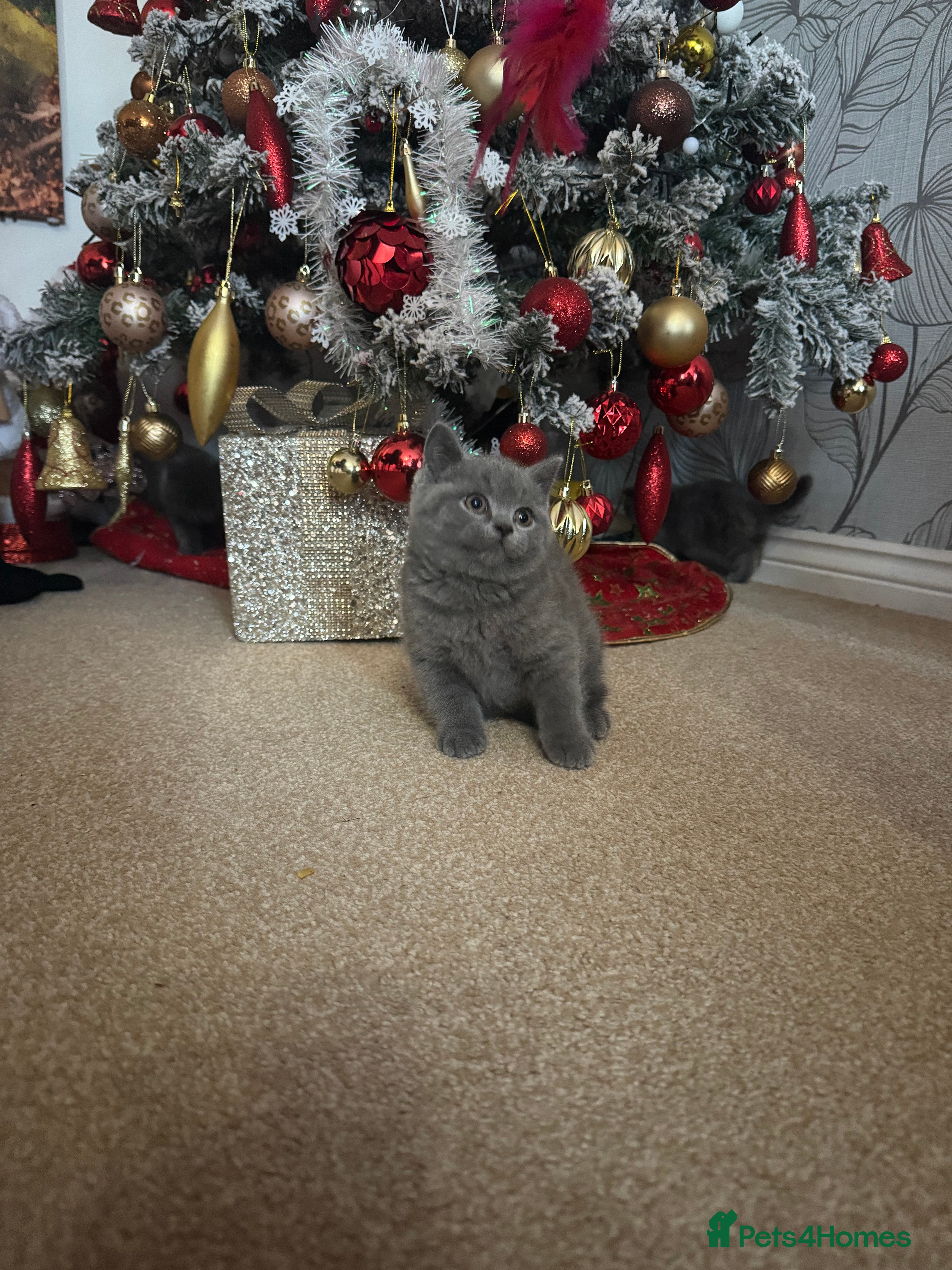British Shorthair cats Blue British shorthair  - Advert 3