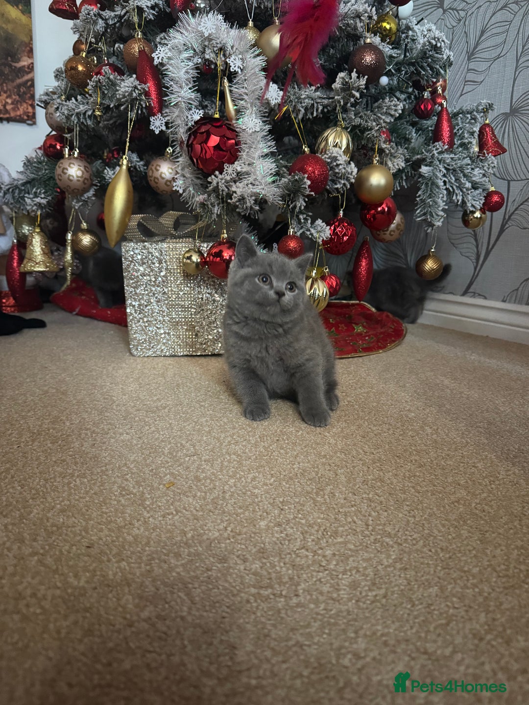 British Shorthair cats for sale: Blue British shorthair  - Advert 1