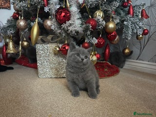 British Shorthair cats Blue British shorthair - Advert 6