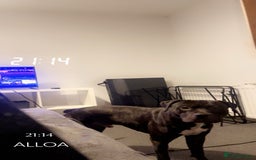 American Bulldog dogs for sale: Broxi - Image 5